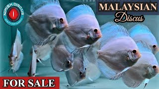 MALAYSIAN DISCUS FOR SALE | HIGH QUALITY DISCUS