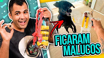 Como fazer cachorro brincar sozinho?