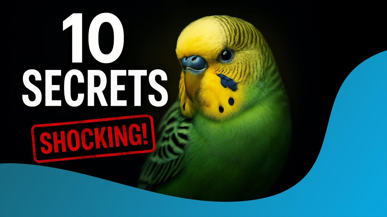 10 Shocking Secrets Your Budgie Is Hiding From You YouTube