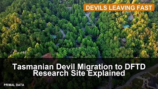 Tasmanian Devil Migration to DFTD Research Site Explained