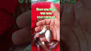 যমুনা নদীর চিতল মাছ চাষ পদ্ধতি
