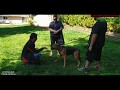 DANGEROUS DOG - German Shepard Bites People, Attacks Other Dogs DANGEROUS DOG - German Shepard Bites People, Attacks Other Dogs