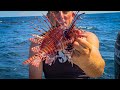 Massive LION FISH and Miracle Berry {Catch Clean Cook} HILARIOUS TASTE TEST