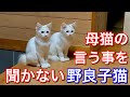 【母猫と子猫の会話がかわいい】母猫に帰るわよ！と言われてもまだ遊んで行きたい野良の子猫