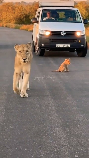 Lion cub abandoned by its mother on the road