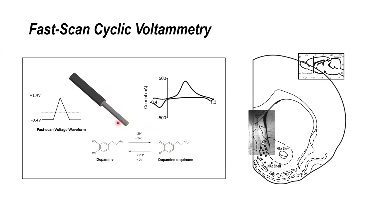 Cannabinoids and opioids short presentation