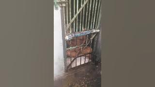 Penyiksaan di ruang isolasi (menagih hutang)