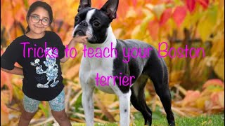 Tricks to teach your Boston terrier!