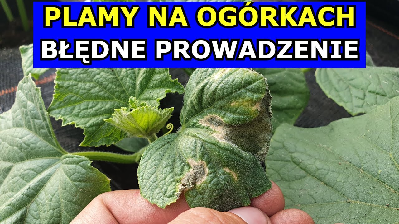 Plamy Na Og rkach B dne Prowadzenie Og rk w Na P dy Czy Og rek plamy-na-og-rkach-b-dne-prowadzenie-og-rk-w-na-p-dy-czy-og-rek