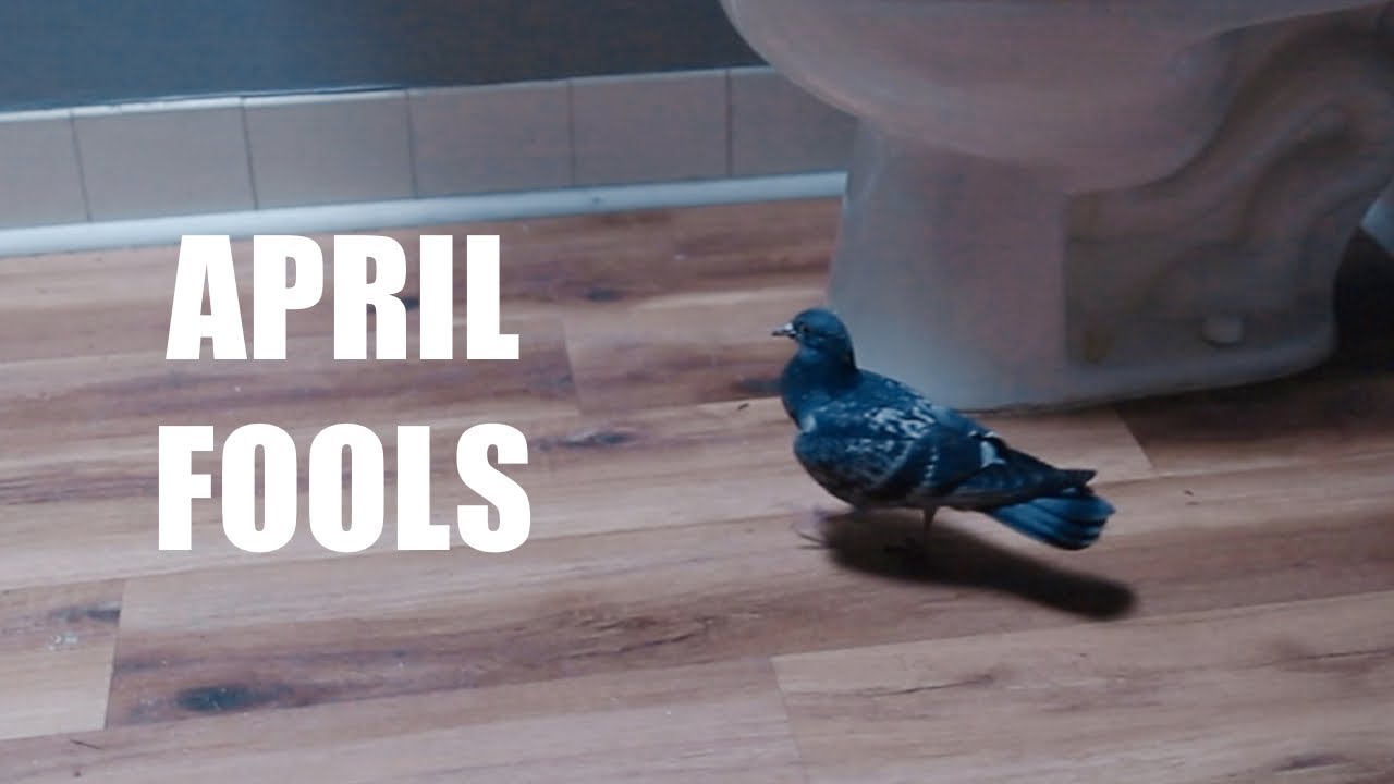 WE PUT A PIGEON IN THE BATHROOM FOR APRIL FOOLS!! YouTube