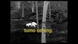 Rangon bergetar hama babi hutan terpelanting tak berdaya eps8 #biggame#hamababihutansuper#mantaap