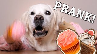 PRANK ON MY DOG | FUNNY DOG MUKBANG | CUPCAKE (EATING SOUNDS) | ASMR DOG | NO TALKING screenshot 4