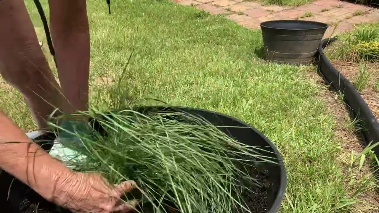 Planting four containers of Purple Love Grass