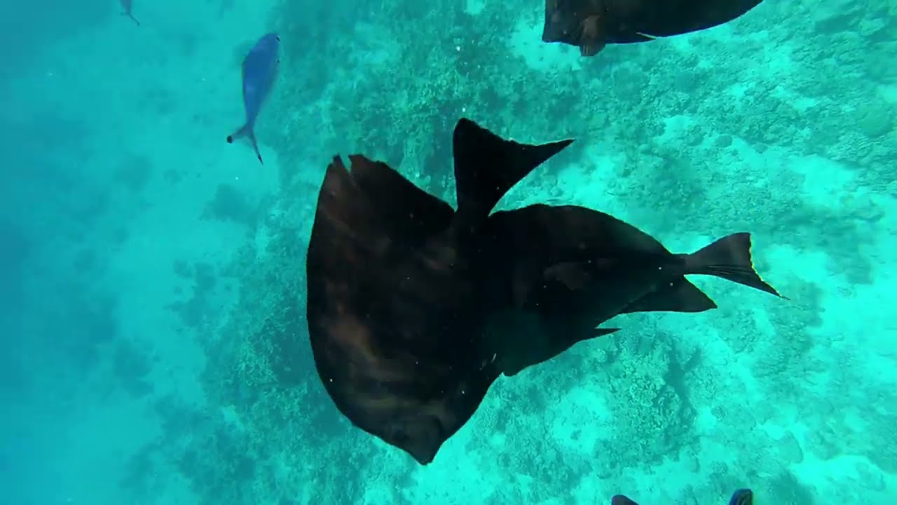 Egypt. Snorkelling with fish in the Red sea at Sharm-El-Sheikh.А теперь за рыбами!Рифы Красного моря
