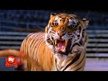 Double Team 1997 Jean Claude Van Damme Fights A Tiger Scene Movieclips 