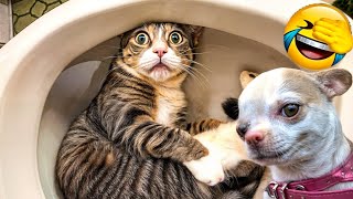 Funniest CATS and DOGS Friendships of 2024 🤔 Funny ANIMALS videos #2