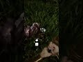 NAAAA #sonsoftheforest #sonsoftheforestgameplay #sonsoftheforestwalk... | #derwahreghost auf #Twitch