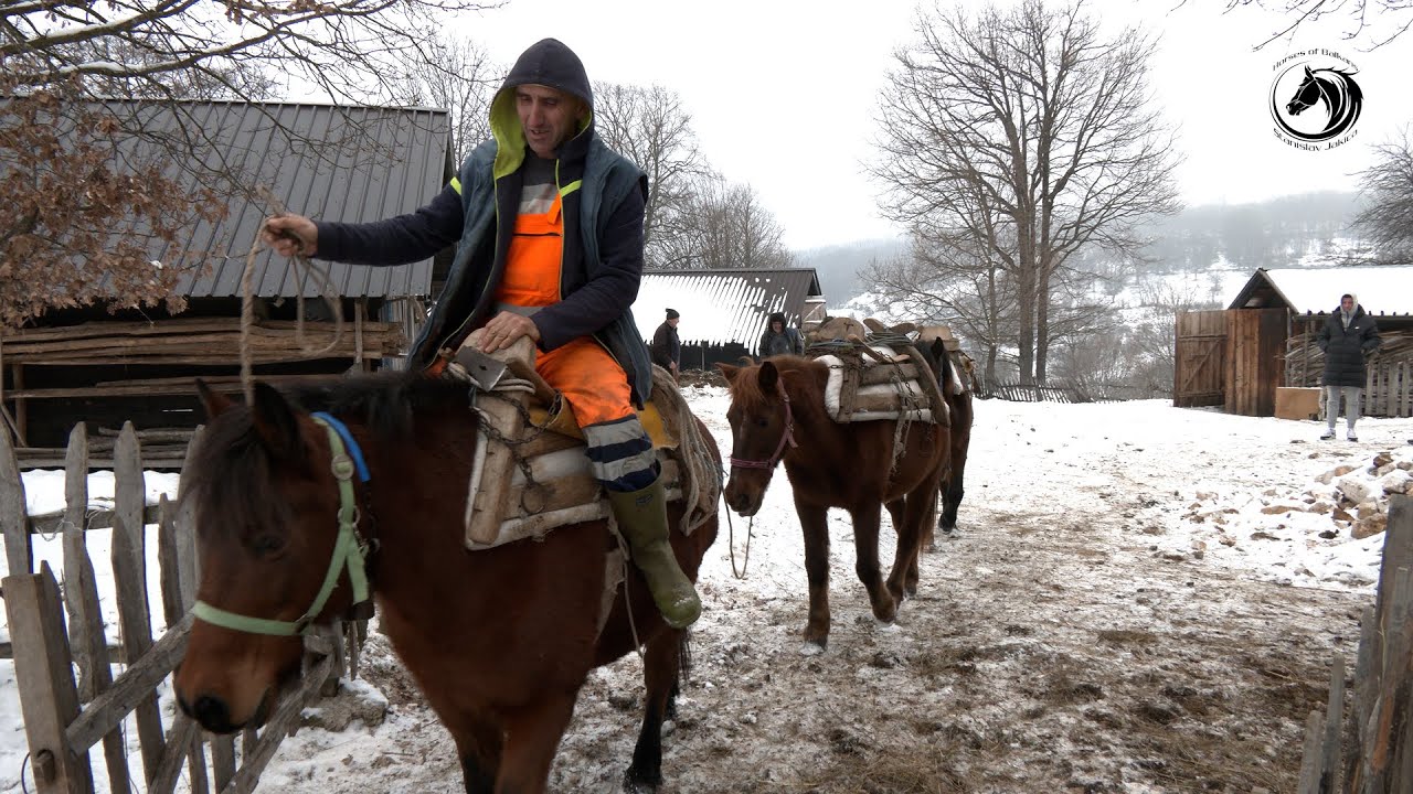 - KONJI DANIMA   ZATRPANI U SNIJEGU  NA PLANINI ČEMERNICI -