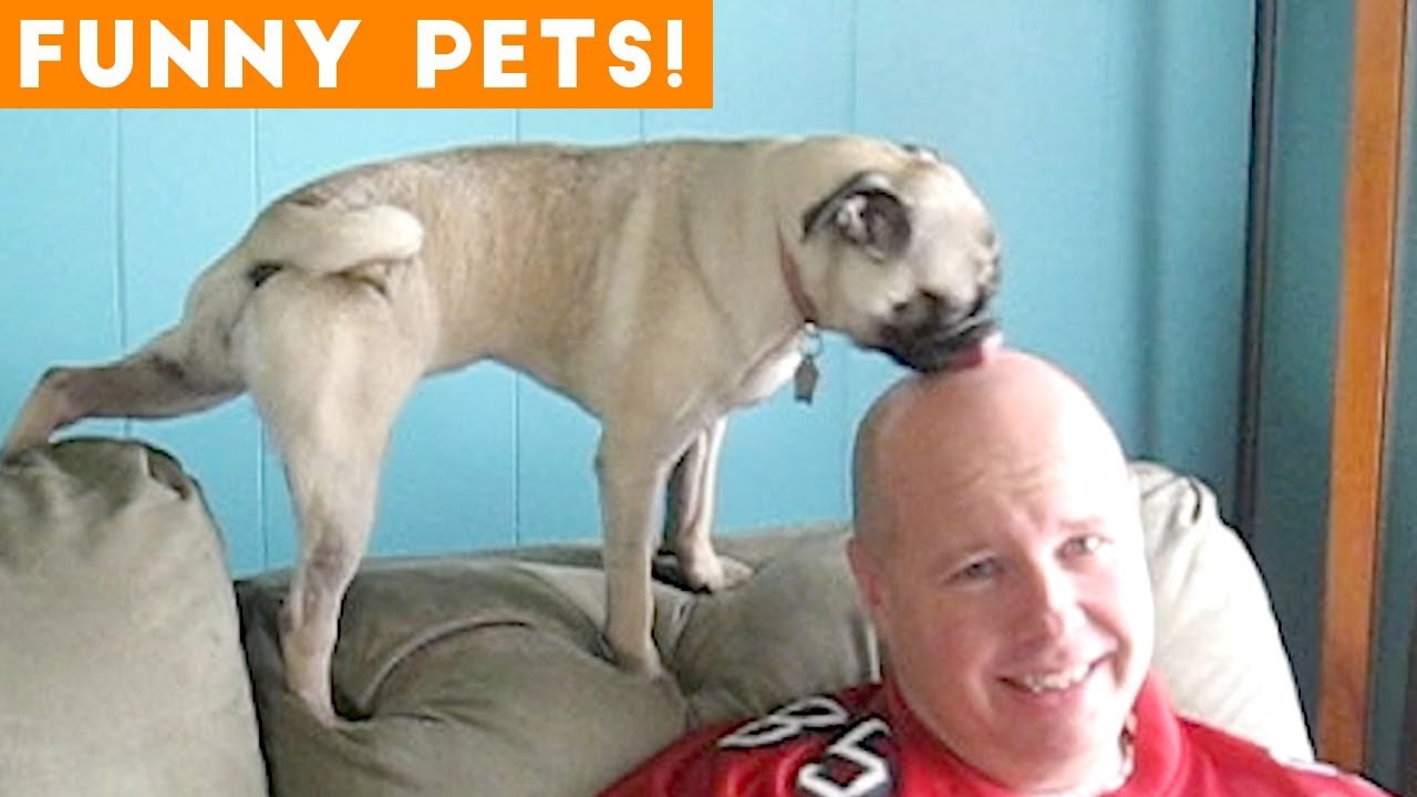 Funniest Pets & Animals of the Week Compilation May 2018 | Hilarious Try  Not to Laugh Animals Fail - YouTube