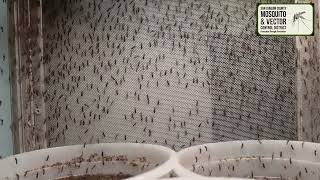 Celebrity Mosquitoes Development From a Neglected Swimming Pool Net Worth