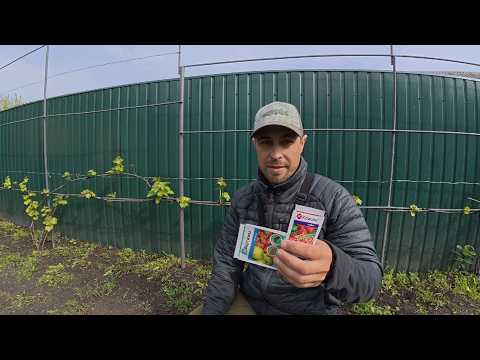 First Grapevine Treatment. Shoot Thinning