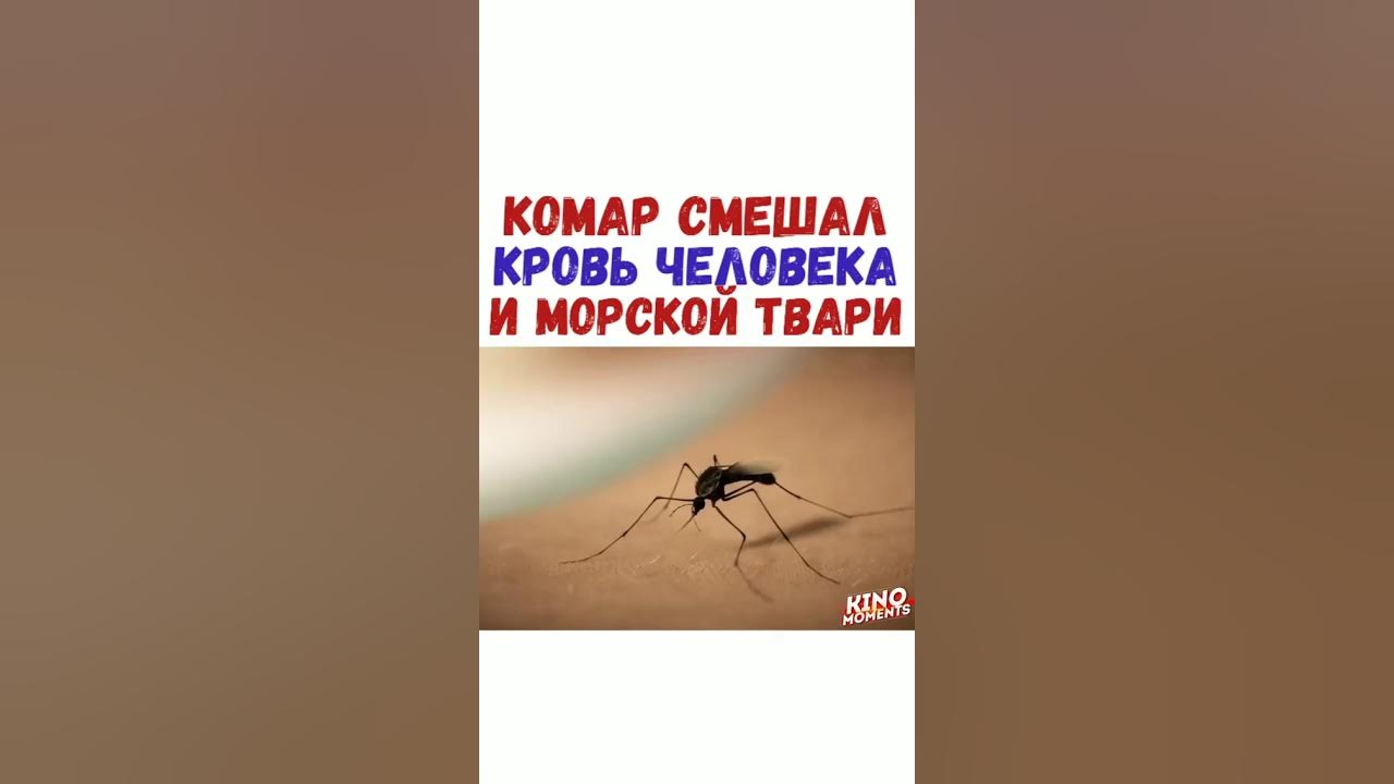 Жук москит. Смешные насекомые. Размер комара. Комары твари. Комары твари.