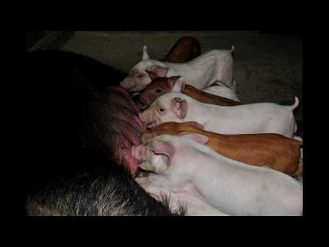 გოჭის კვება , კვების რაციონი ასხლეტის შემდეგ.