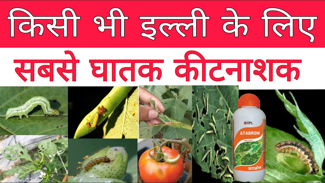 इल्लियों के खात्मे के लिए सबसे घातक कीटनाशक | atabron insecticide ...