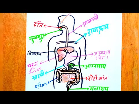 Telugu Solution] Draw a flow chart of human digestive system.