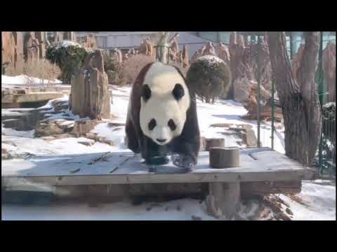 熊猫--panda-搞笑-治愈