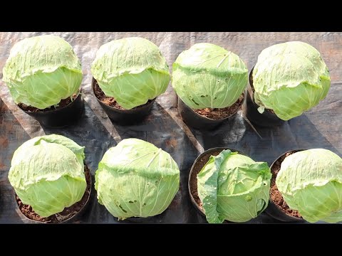 فيديو: زراعة ملفوف سافوي: كيف ينمو الملفوف ذو الرأس الطبل بإتقان