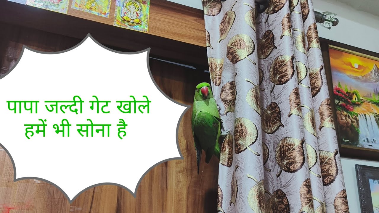 पापा जल्दी से गेट खोले हमें भी सोना है 🤣🦜