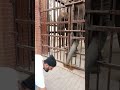 Karachi Zoo🐘🐼🐯😱ہاتھی نے بچے سے ؟؟کراچی چڑیا گھر،
