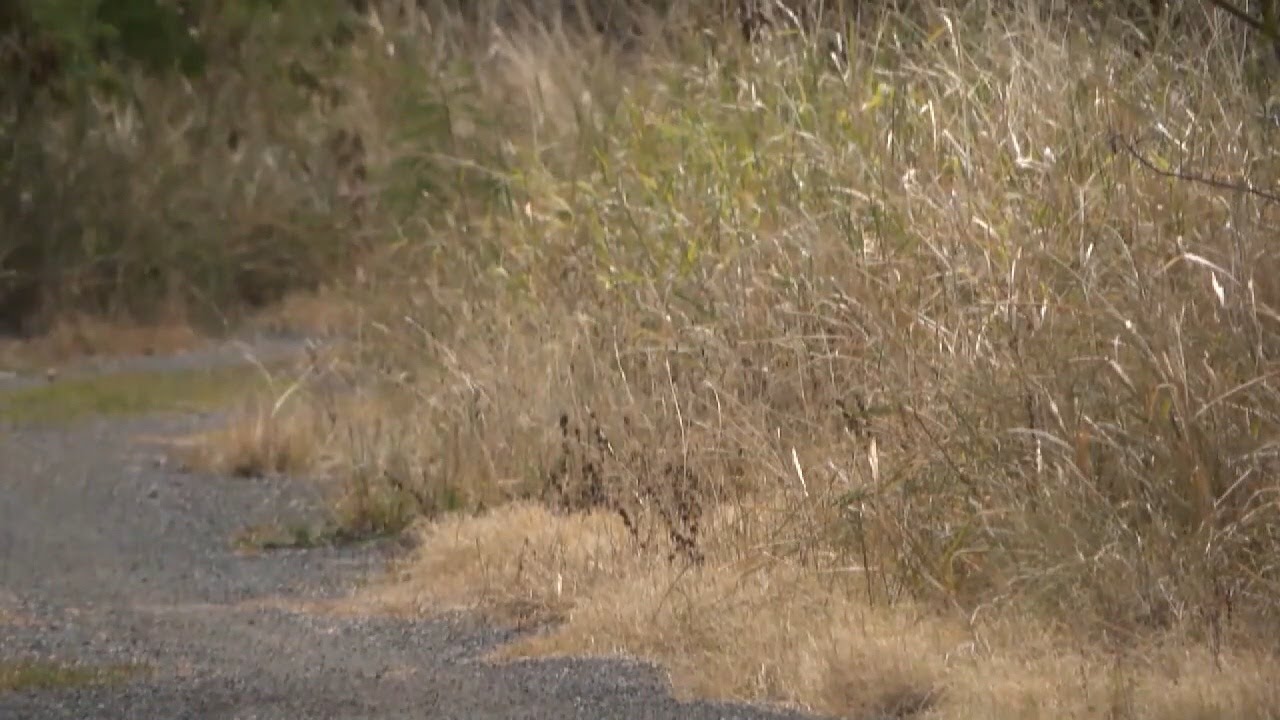 May is Wildfire Awareness Month - YouTube