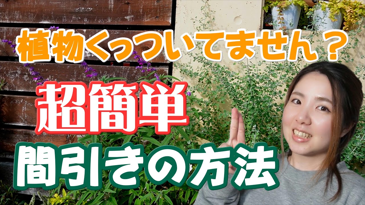 【秘訣】植えた植物の間引きの方法 花壇のお手入れ 植え込み【ガーデニング】開花園チャンネル - YouTube