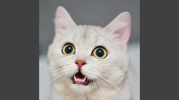 Background for Mysterious Cat Behavior