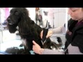 HOW TO DO A WORKING COCKER SPANIEL