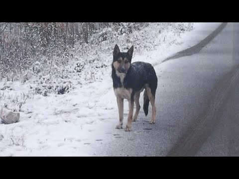 Он с надеждой смотрел на проезжающие машины… Собака отчаянно ждала предавших её хозяев