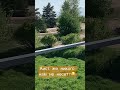 Аисты в Спицино