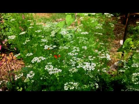 Cilantro to Coriander