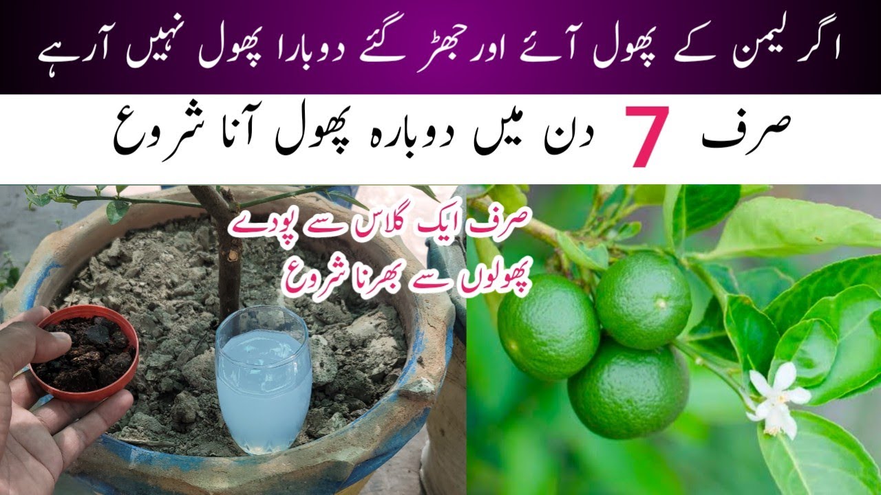 Lemon plant starts flowering in just 7 days || Best orgenic fertilizer for lemon || Lemon care.