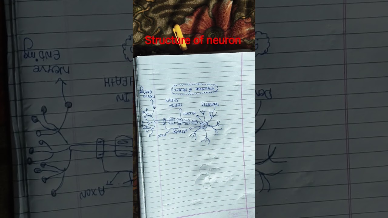 Neuron Diagram | Parts of a Nerve Cell | Class 9 & 10 