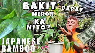 5 BENEFITS & REASONS WHY YOU SHOULD HAVE JAPANESE BAMBOO PLANT AT HOME