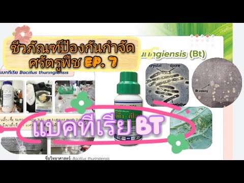 ชีวภันฑ์ป้องกันกำจัดศรัตรูพืช EP. 7 : แบคทีเรีย Bacillus thuringiensis (BT)