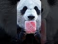 Relaxing Panda ASMR | Cute Panda Eats Different Foods with Satisfying Sounds #asmr #visualtingle