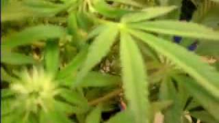 1st grow video 2 of 3