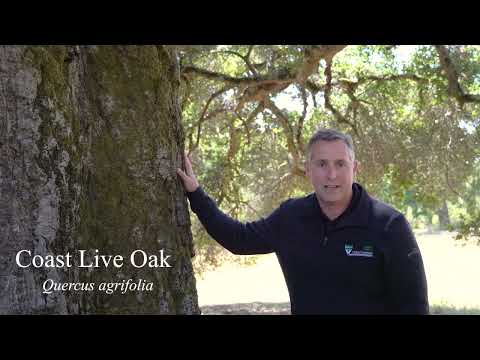 Coast Live Oak