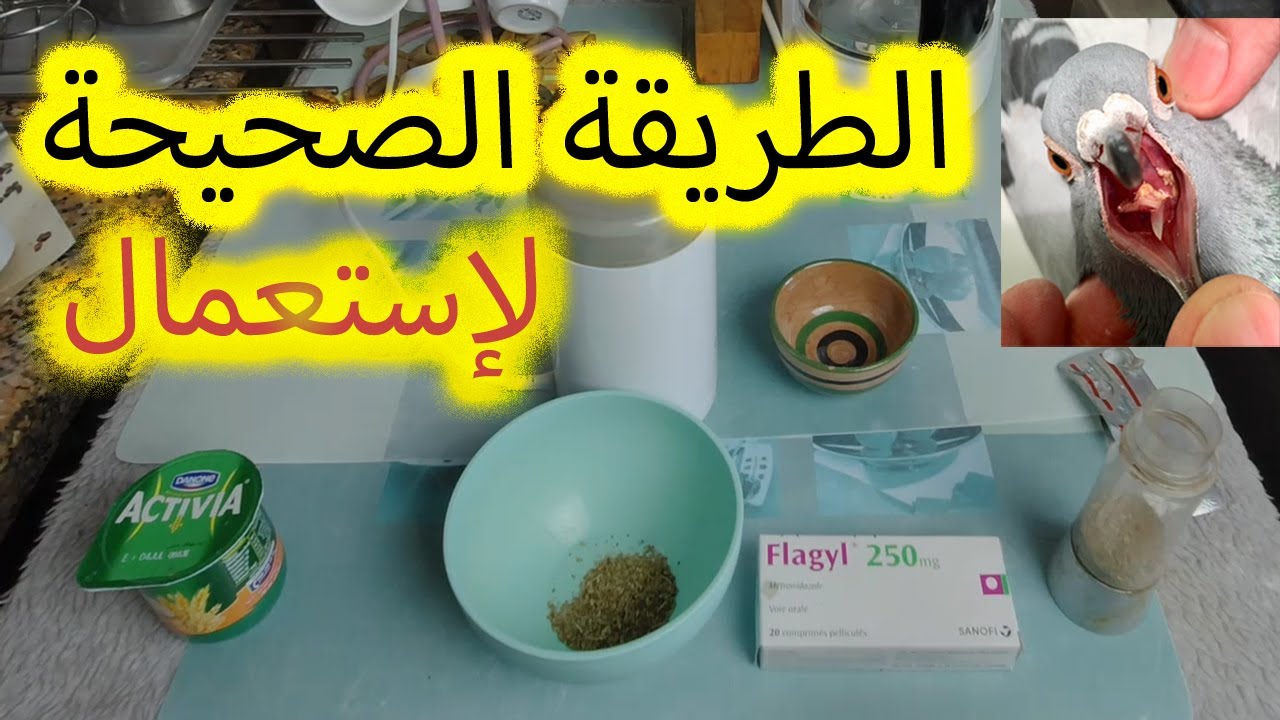 طريقة 1 إستعمال: Flagyl pigeon Metronidazol ضد تعفنات تريكومنوز كنكر الحمام الزاجل