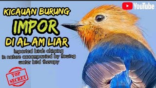 kicauan burung import untuk terapi dan masteran