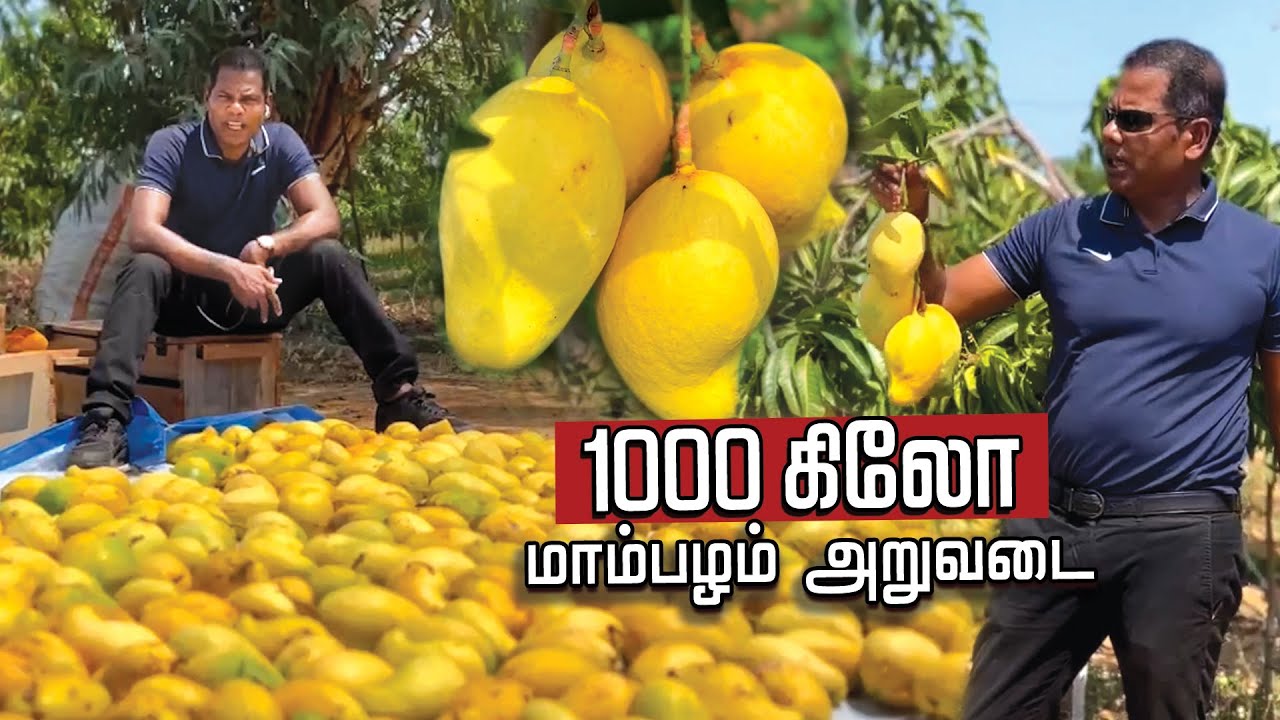 1000 Mango Harvesting Vlog in Reecha | Best Farm House in Sri Lanka | BK in Reecha